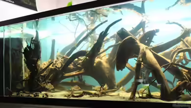 Becken 24363 von Skyblyes