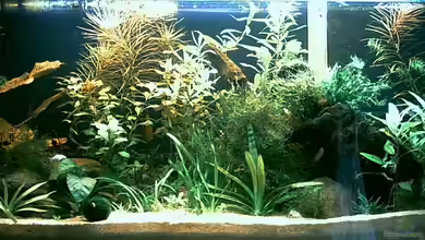 Becken 2437 von Ingo Hornung