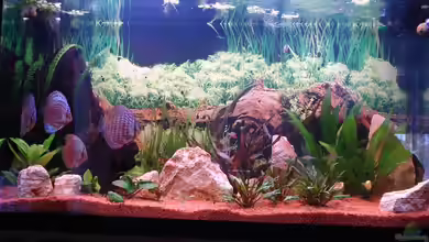 Becken 2445 von Sven Seidel