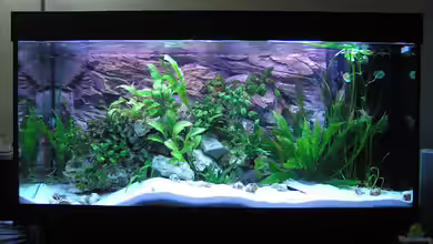 Becken 2469 von Christian Witte