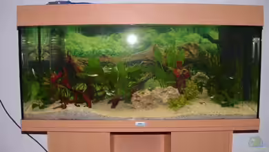 Becken 2482 von Wolfram Weise