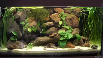 Becken 2486 von Thomas Schlechter