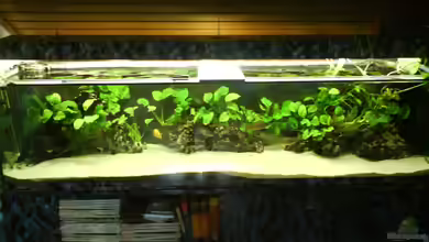 Becken 2496 von Alexander Siefer