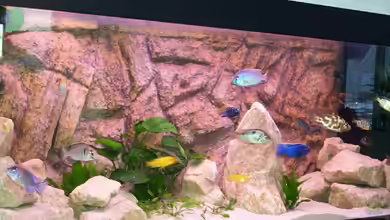 Becken 25 von Klaus Arends