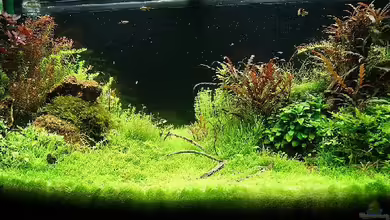 Becken 25160 von Torsten Thiel