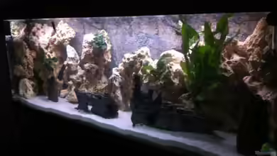 Becken 25240 von neues becken 720 l