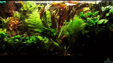 Becken 2528 von Frank Rothhaupt