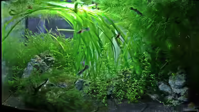 Becken 25327 von Mona6464