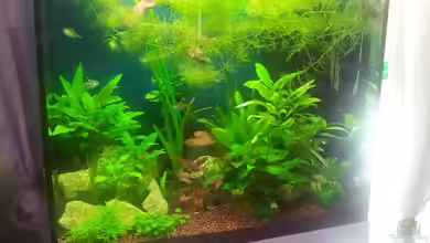 Becken 25333 von Käptn Hook