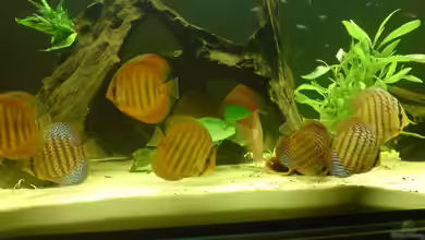 Becken 2537 von Costa Reichl