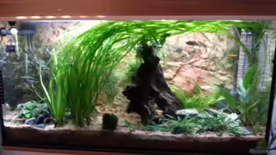 Becken 25376 von Berry