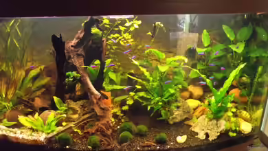 Becken 25426 von Detlef Peter