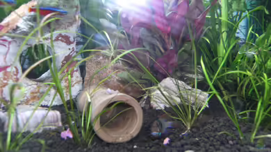 Becken 25443 von Dr. W-T.