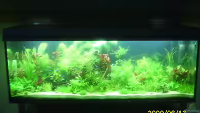 Becken 25448 von Herbert Baier