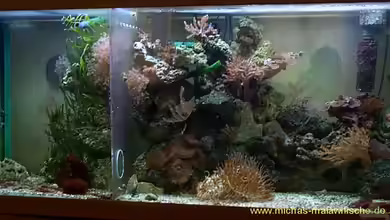 Becken 2550 von Michael Gründl