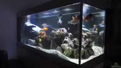 Becken 25531 zu verkaufen!!! +43 6641437033 von Dunzi