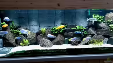 Becken 25557 von Sven 76