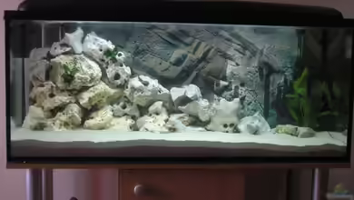 Becken 2556 von Stefan Hursie