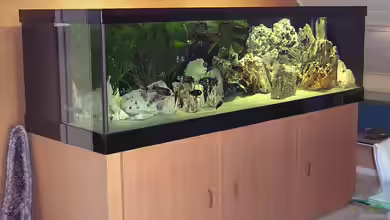 Becken 256 von Schilling