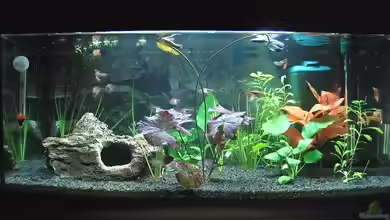 Becken 2561 von Andrea Wiegard