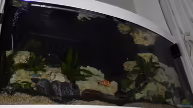 Becken 25630 von Gerhard Zechner