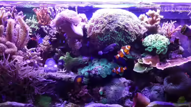 Becken 25777 von Seewasserpanscher