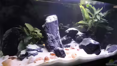 Becken 25837 von Der Schwede