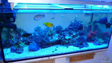 Becken 25894 von Norman Kutzner