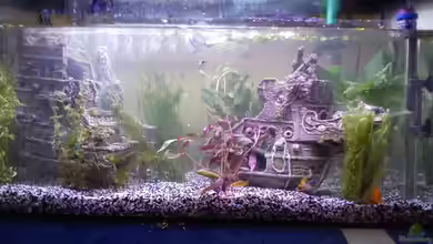 Becken 25993 von Silvia und Roland