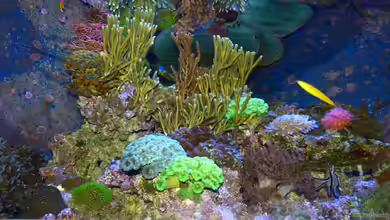 Becken 25999 von Leni13