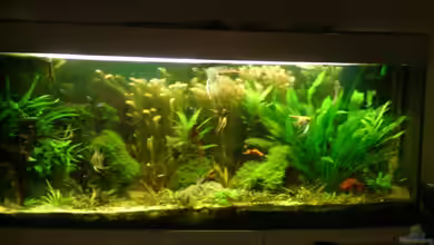 Becken 26009 von Sascha Quell