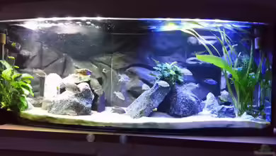 Becken 26057 von Udo Lehr