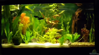 Becken 2607 von Axel Bauer