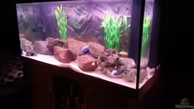 Becken 26079 von Malawi Maik