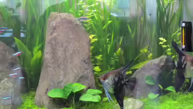 Becken 26108 von Ralf28