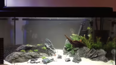 Becken 26129 von Wicked88