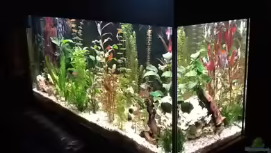 Becken 26193 von Süßwasserpirat