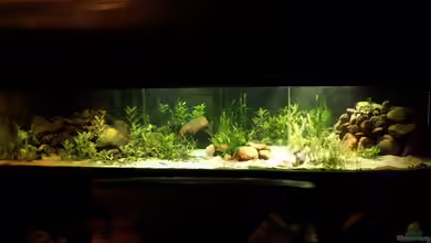 Becken 2645 von Jari Grünig