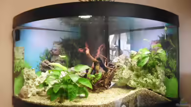 Becken 26538 von Nicole Scherzberg