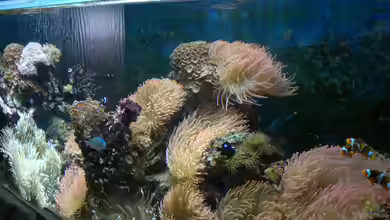 Becken 2664 von Thomas38