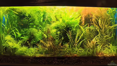 Becken 26672 von Peter Niehuber