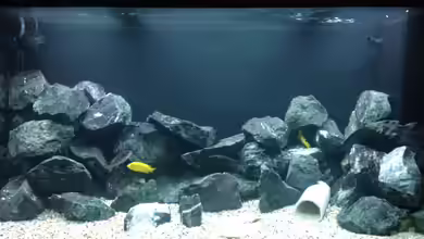 Becken 26811 von Anboy