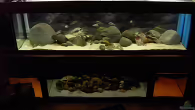 Becken 2682 von Enrico Pinkert