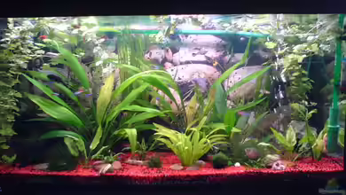 Becken 2684 von Thomas Riemenschneider