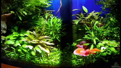 Becken 2694 von David Weidenbacher