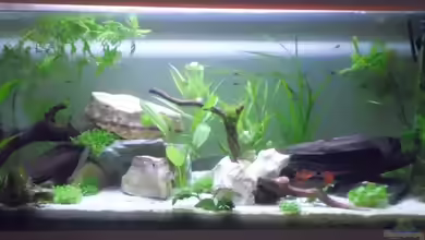 Becken 26945 von Rosa VonSick