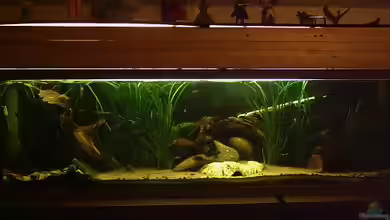 Becken 2699 von Thomas Schröder