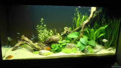 Becken 2707 von Mischa Vos