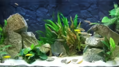 Becken 2708 von Christoph Meier