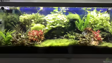 Becken 27092 von Ron Berlin